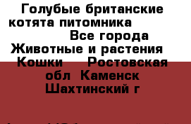 Голубые британские котята питомника Silvery Snow. - Все города Животные и растения » Кошки   . Ростовская обл.,Каменск-Шахтинский г.